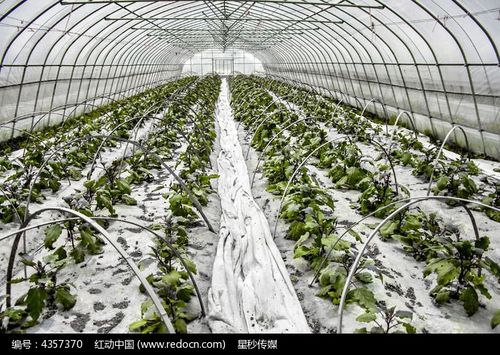 農作物種植的大暖棚內景