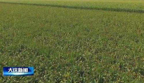 大慶市經濟作物種植面積突破79萬畝