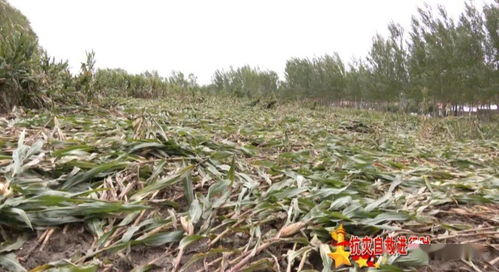 抗災自救進行時 我市農業部門積極幫助農民開展災后自救
