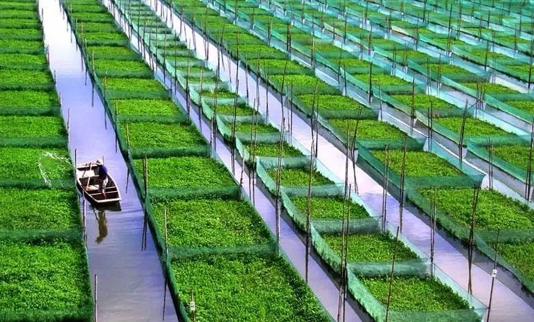 >> 廣西賀州農產品加工業發展現狀及趨勢 廣西賀州適合種植什么農產品