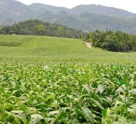 資質檔案 廬江縣沃野農作物種植專業合作社