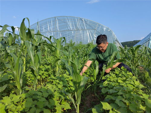 保護黑土 守好糧倉 來自東北 黃金玉米帶 的田野新觀察鳳凰網吉林 鳳凰網