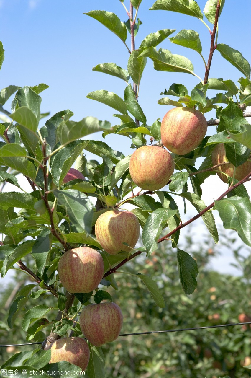 蘋(píng)果,彩色,白天,數(shù)碼,無(wú)人,法國(guó),影像,普羅旺斯,歐洲,creative series,蘋(píng)果樹(shù),直圖,樹(shù),歐洲文化,前景對(duì)焦,人工栽培,葉子,水果,仰視,懸掛,中量,農(nóng)作物,晴朗天空,綠葉,藍(lán)天,農(nóng)業(yè),生長(zhǎng),蘋(píng)果園,果園,種植園,農(nóng)產(chǎn)品,紅蘋(píng)果,color image,apple,day,europe,apple tree,no people,outdoors,france,photography,fruit,digital,european culture,leaf,medium group of o