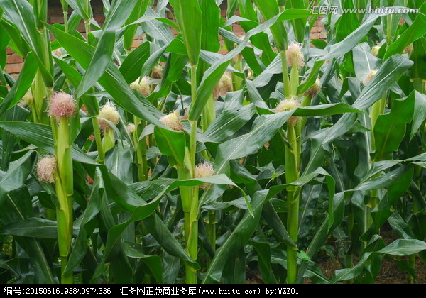 玉米種植,農(nóng)作物,植物花草,攝影,匯圖網(wǎng)www.huitu.com