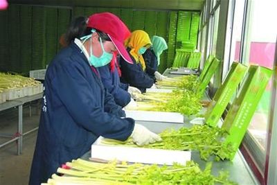 山油菜圖