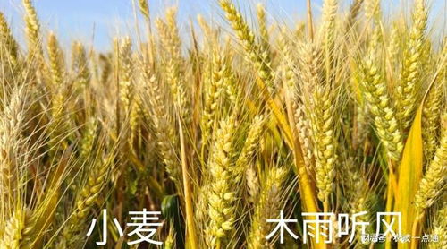 種植農作物,提高農作物產量的途徑有哪些 管理措施是什么