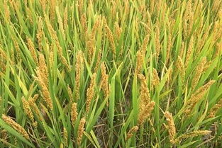 轉基因大國作物應用率已飽和 中國仍無放開時間表