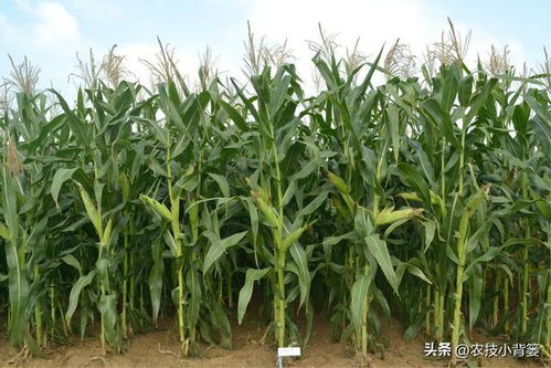 作物密種密植還是稀種稀植搞不清 以玉米合理密植為例給你講明白