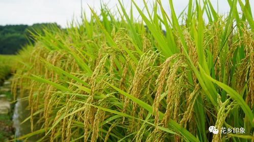 玉米地輪種旱稻 增產增收效益高