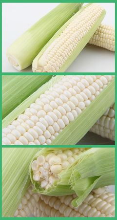 新鮮水果玉米棒超嫩甜白玉米_玉米_谷類_糧食作物_農(nóng)產(chǎn)品種植_商城_中國(guó)易農(nóng)網(wǎng)