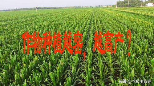 作物密種密植還是稀種稀植搞不清 以玉米合理密植為例給你講明白