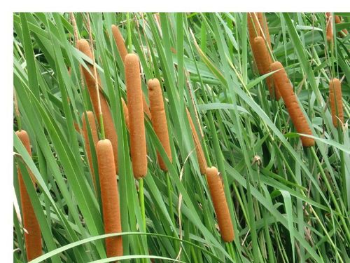 山東水生植物 山東水生植物種植 山東水生植物批發高清圖片-世界工廠