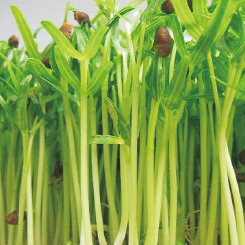 首頁 供應信息 農業 農產品代理加盟 > 芽菜種植技術_開芽苗菜微工廠
