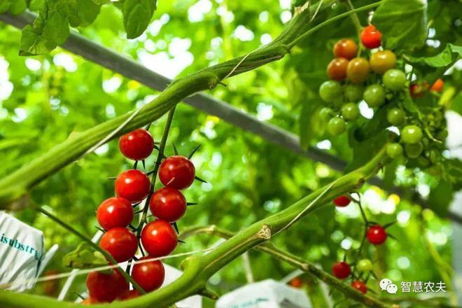 科技賦能,北京供銷社探索農業工廠化種植|番茄|農產品|種植區_網易