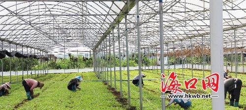 《海口完善農產品深加工及冷鏈物流體系 "農地種電"棚頂發電棚內種植
