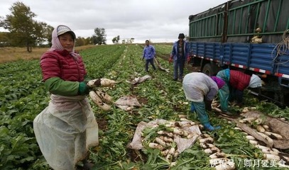 價格跌至一毛錢,堆成山沒法賣,種植戶直言:又要跟去年一樣?