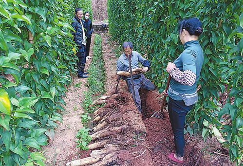 高大鄉菜山藥質優價好銷路俏