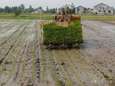 澧縣大堰垱鎮:春耕正當時 早稻育秧忙