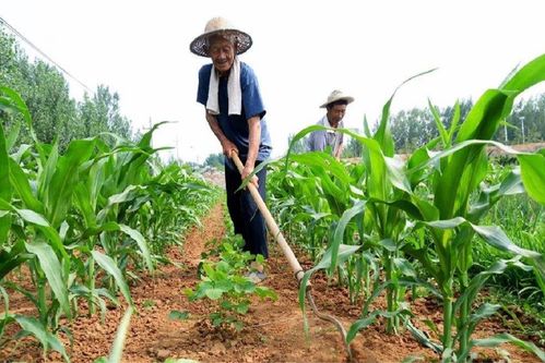 8月11號各地玉米價格走勢如下,那下半年會是怎樣呢