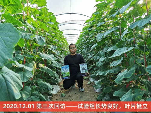 歷時4個月,海南8大種植基地4大作物最新種植實驗報告