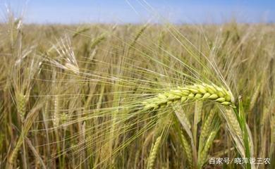 農業種植技術:農作物病蟲害防治技術