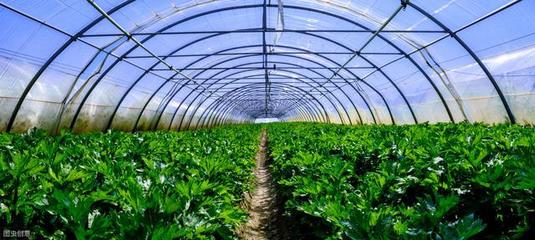 在農村,大棚種植什么作物利潤高、風險小?這5個項目建議您考慮