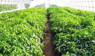 秋季大棚蔬菜種植技術及管理注意事項