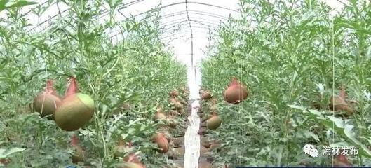 大棚里的秘密花園,探索致富之路