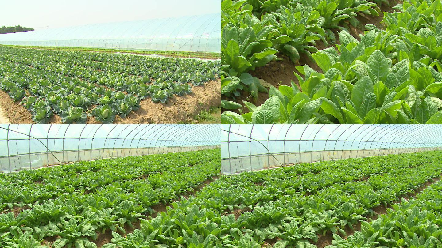 大棚植物蔬菜農(nóng)業(yè)農(nóng)場(chǎng)現(xiàn)代農(nóng)業(yè)