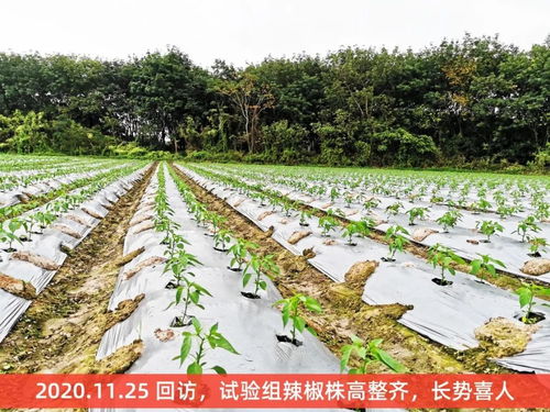 歷時(shí)4個(gè)月,海南8大種植基地4大作物最新種植實(shí)驗(yàn)報(bào)告