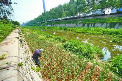行洪道禁種高秸稈農(nóng)作物_新浪新聞