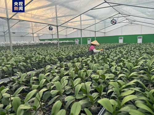 高質(zhì)量發(fā)展調(diào)研行丨廢棄礦山 蝶變記 礦區(qū)開(kāi)出美麗蝴蝶蘭