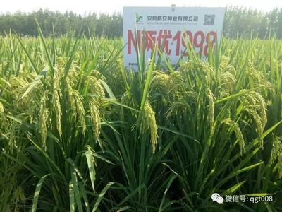 2018年種植什么農(nóng)作物有前景?
