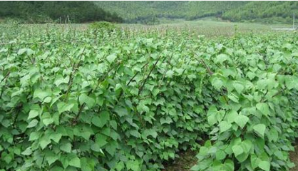 煙臺(tái)市牟平區(qū)周圍什么時(shí)間種植秋云豆