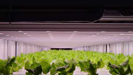 飛利浦GreenPower LED助力日本Prime Delica生產(chǎn)更健康、安全作物