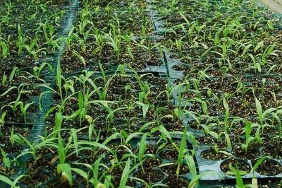 2019年風險較大的種植項目,千萬不要盲目種植