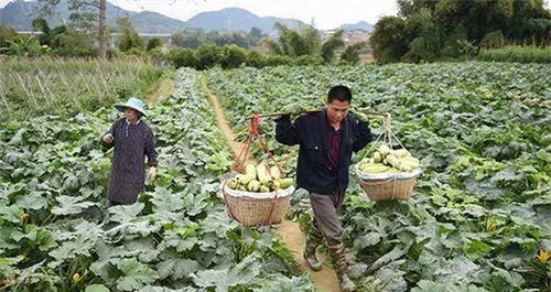 僅1個月4元跌到6毛,農民越賣越難,商販不敢多收,要爛市