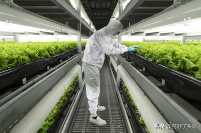 垂直農業是什么意思?垂直農業是如何 實施的?