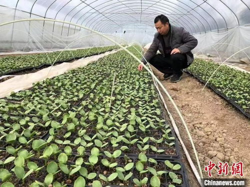 科技特派員扎根三秦大地 田間地頭 把脈開方