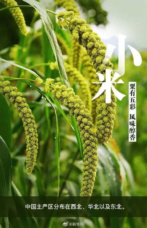 中國農民豐收節 一起來看中國主要農作物的種植分布