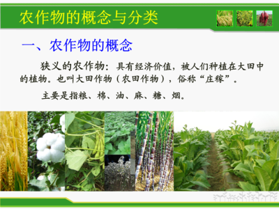 農作物的分類.ppt