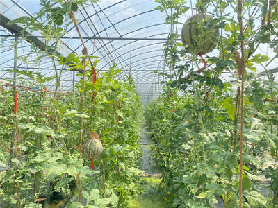 尚果園大棚內使用綠色防控技術種植的瓜果。受訪單位供圖