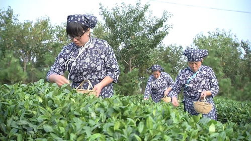 從多種農產品首次出口看濰坊國家農綜區打造農業開放發展新高地