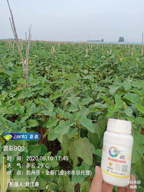 為什么你種植的作物產量要比別人低,你可能少了這個