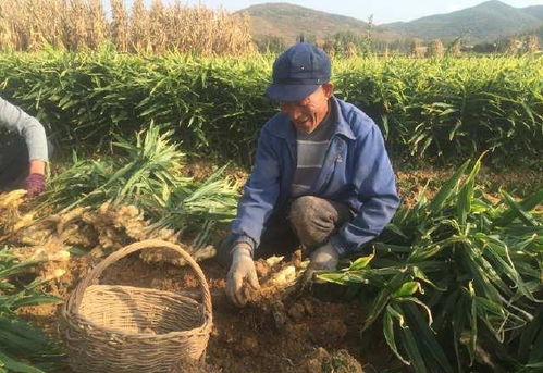 農民種這個農作物,畝產7000斤一畝地收入過萬元