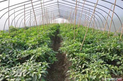 2016年種植業有哪些結構調整