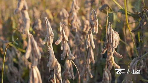 畝產超450公斤,新疆大豆創全國紀錄