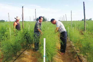 還在為種什么發愁嗎 農村種植這種作物,持續生長十幾年都不用愁