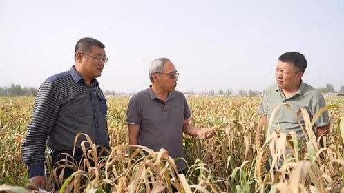 谷子在麥蓋提鹽堿地 逆襲 復播試驗首獲成功 開啟農業新篇章