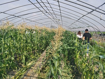 首屆南京微玉鮮食玉米采摘節在溧水開幕